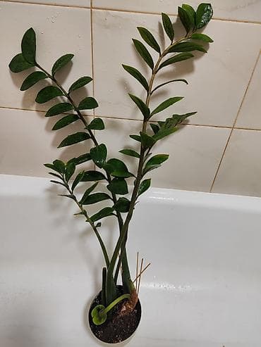 Замиокулькас (долларовое дерево) в горшке. - Куст с несколькими — 2