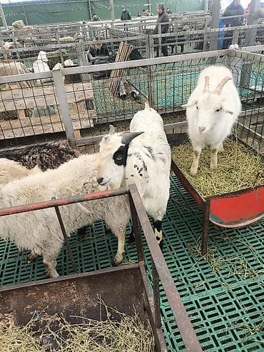 Аквариумдар: Сатам | Теке (эркек) | Аргын | Көбөйтүү үчүн — 1