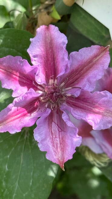 комнатные растения в бишкеке купить цена оптом и в розницу: Клематисы!!! В наличии, 5 сортов: - Multi Blue ( Мульти Блю) - Ville — 2