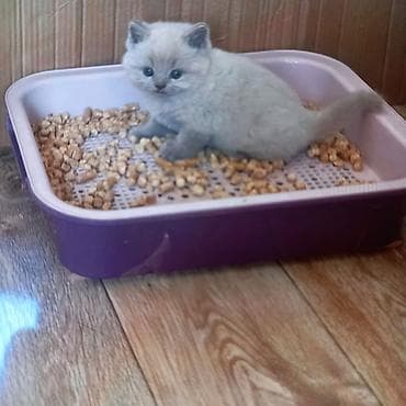 британские кошки: Британские короткошёрстные котята, окрас лиловый. Девочки. К горшку — 4