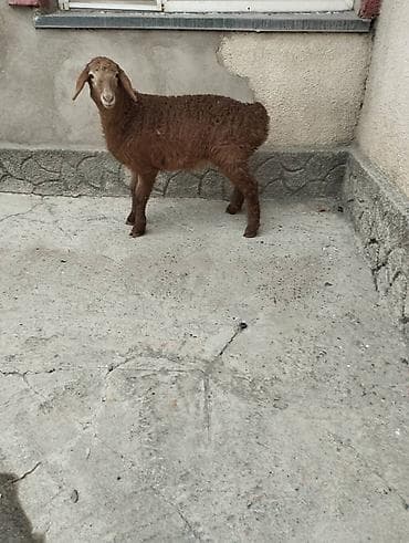 машинка для срижки овец: Продаю | Овца (самка) | Арашан | Для разведения | Племенные — 1