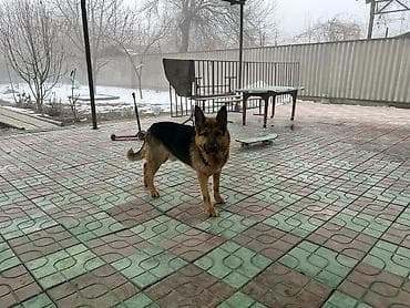 Аквариумдар: Немецкая овчарка. - Порода: классический тип немецкой овчарки - — 1