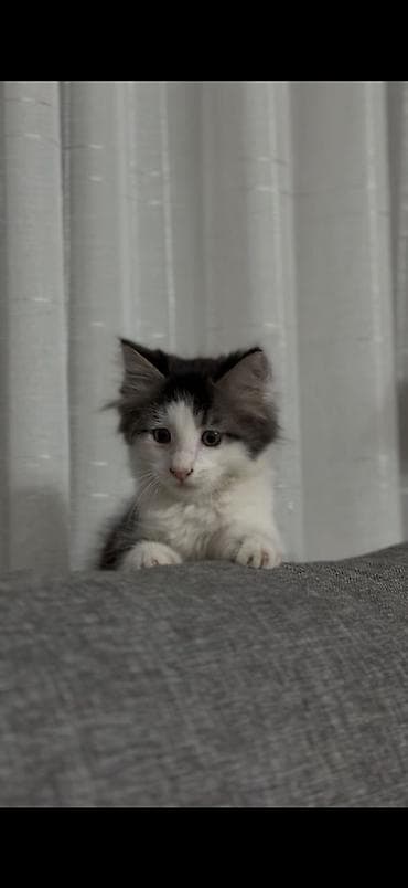 бенгальская кошка домашняя: Отдам в хорошие руки котёнка — 1