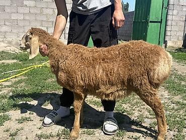 щпиц собака: Продаю | Овца (самка) | Для разведения | Матка — 8