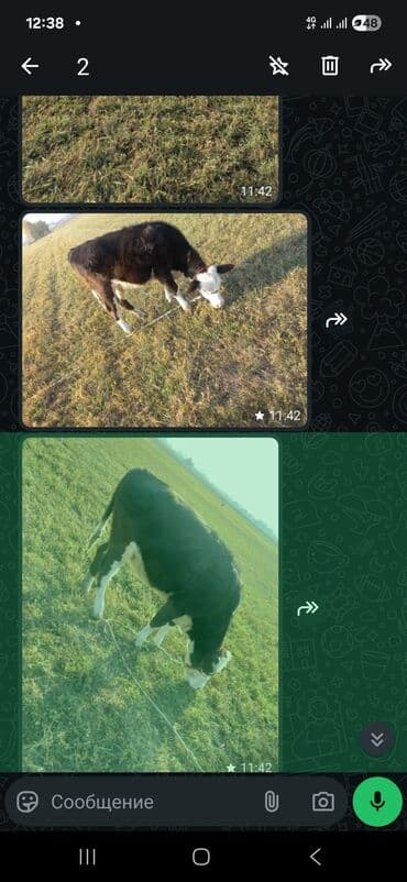 отдам даром собак в бишкеке: Продаю | Тёлка | На откорм | Привязанные — 3