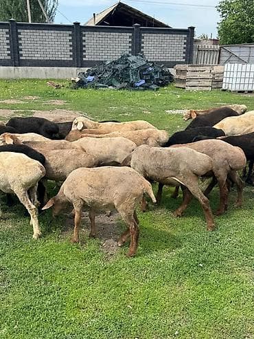 продажа домашних животных: Продаю | Овца (самка), Баран (самец) | Гиссарская, Полукровка, Меринос | На забой, Для разведения | Осеменитель, Ярка — 6