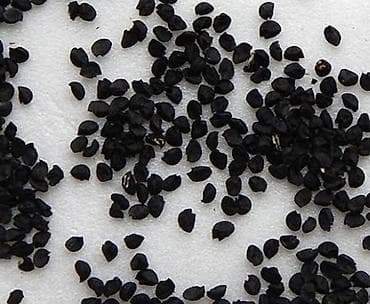 Лук Оптом, Самовывоз