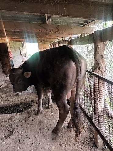 семис тайлар: Продаю | Бык (самец) | Швицкая | Для разведения | Племенные — 2