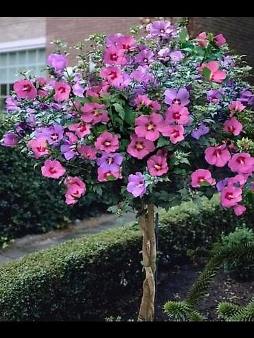 ящик для фруктов: Саженцы плодовых культур — лучшие сорта для вашего сада Ассортимент — 10