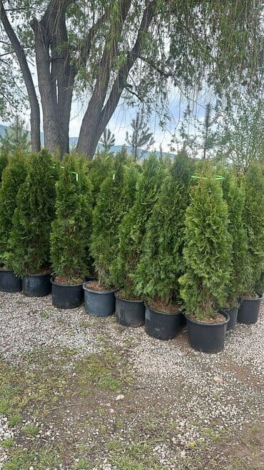 автоматический секатор для обрезки деревьев: Туя Смарагд размеры разные 30 см -600 сом 50 см - 1200 сом 100 см — 1