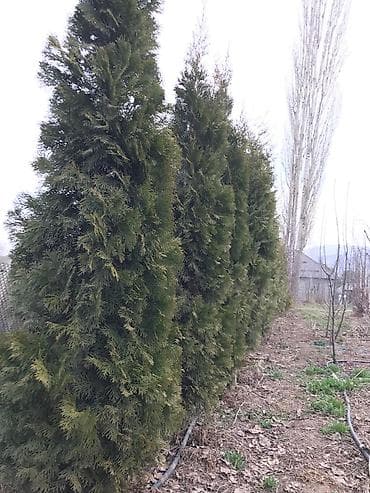 дубовый веник цена: Продаются Туи : Смаракт - до 2.6 Бробанд - высота до 2.7м Для — 3