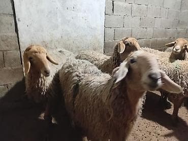 продаю котят бишкек: Продаю | Овца (самка), Ягненок | Гиссарская, Полукровка, Эдильбаевская | На забой, Для разведения, Для шерсти | Племенные, Осеменитель, Матка — 3