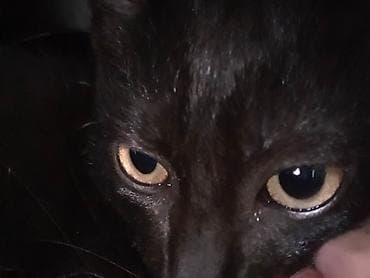 scottish fold: Кошка даром: Беспородная, Мальчик — 3