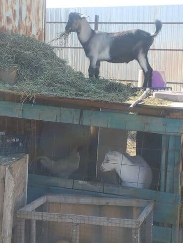 продам домик для кошки: Продаю | Козёл (самец) | Зааненская | Для разведения | Племенные — 3