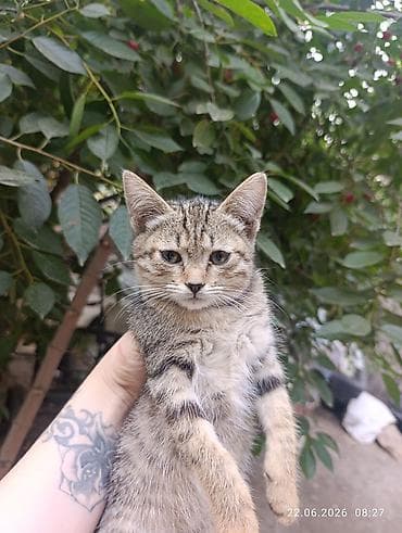 Животные: Котята, домашние Описание: Отдам в добрые любящие руки. - На выбор — 1