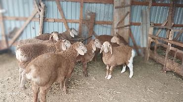 козу эти: Продаю | Овца (самка) | Для разведения | Племенные — 8