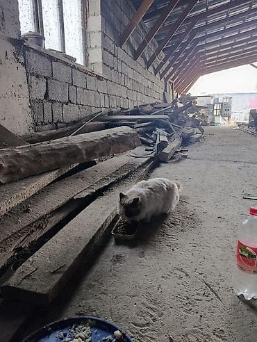 куплю сиамского котенка: Кошка даром: Сиамская, 2 года, Мальчик, Проглистована, С прививками — 3