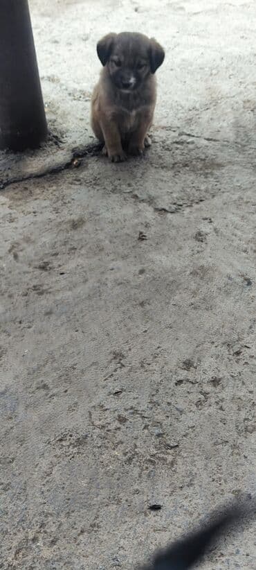 купить французского бульдога: Собака даром: 2 месяца, Самец — 4