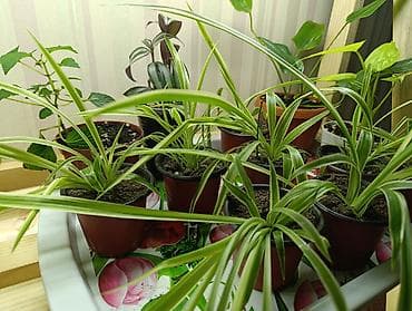 Хлорофитум (Chlorophytum comosum) в горшках - Разновидность с at lalafo.kg Хлорофитум (Chlorophytum comosum) в горшках - Разновидность с