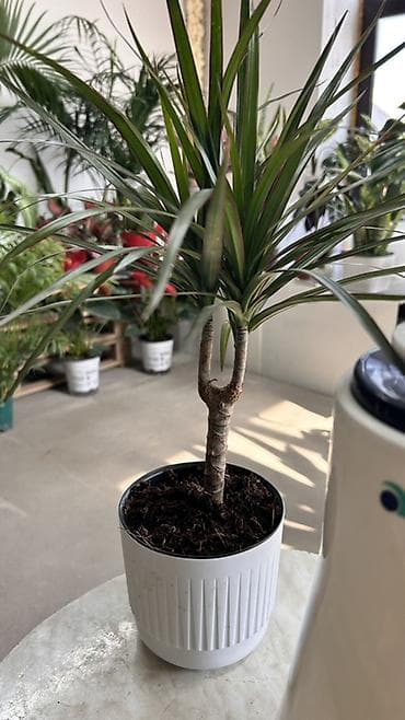Драцена Маргината (Dracaena marginata) в кашпо - Вид