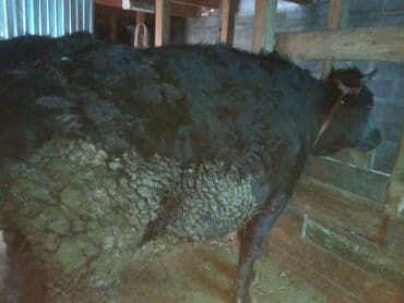 с связи с переездом: Сатам | Уй (ургаачы), Кунаажын, Музоо | Сүт алуу үчүн | Байланган — 7