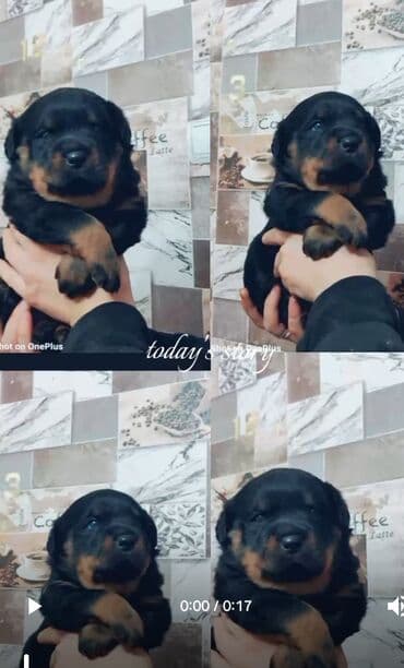 отдам даром щенка: 🐶 ЩЕНКИ РОТВЕЙЛЕРА — ЭЛИТНЫЙ ПОМЁТ! 🖤 Продаются очаровательные малыши — 1