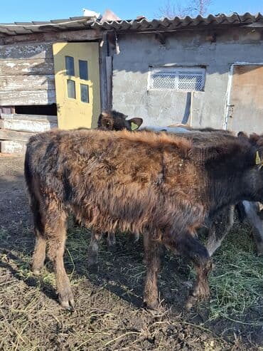 сколько стоит порода собаки доберман: Продаю | Музоо, торпок | На откорм — 9