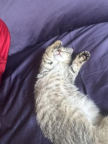 Очаровательный полосатый котёнок - Окрас: серо-бежевый табби с