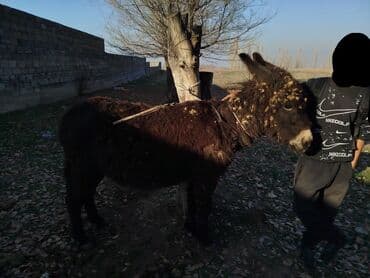 собаку в добрые руки: Бооз эшек Осёл рабочий — 1