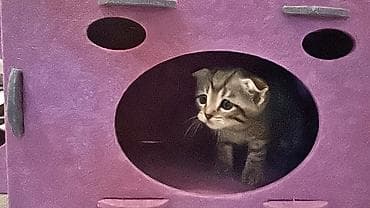 коротколапая кошка: Малышам 15 июля исполнился один месяц. Две девочки и три мальчика — 4