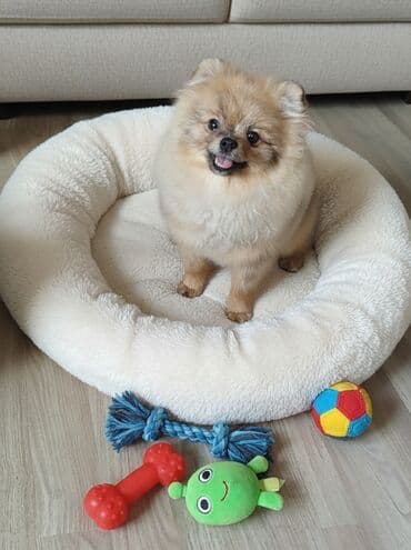 клеточное оборудование для кур несушек: Продаются девочка шпиц с полным пакетом документов, вакцинация — 1