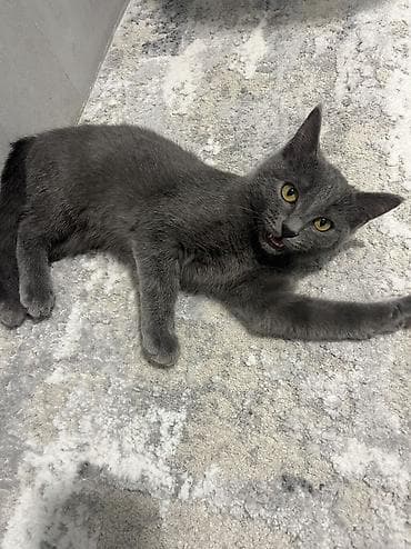 Отдам котёнка в хорошие и ответственные руки !!! Котёнок серого окраса — 3