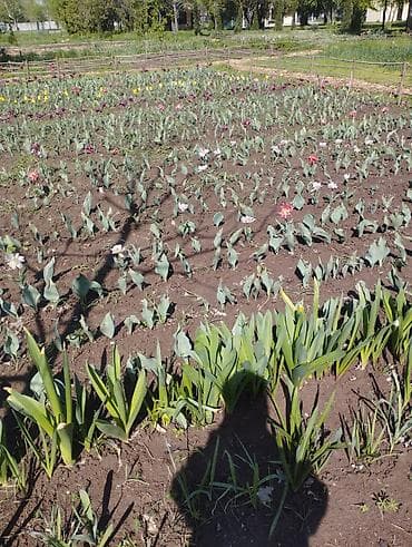 продажа аквариума: Садовый центр/питомник растений и товаров для сада - Широкий выбор — 9