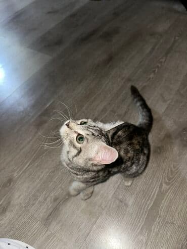 домик для кошки на улицу: Кошка даром: Бенгальская, 3 месяца, Девочка — 2