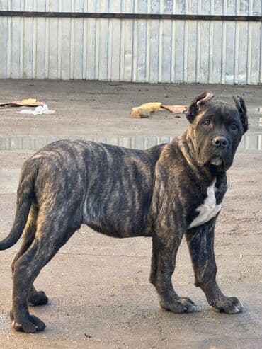 купить стаффордширского терьера: Кане-корсо, 3 месяца, Самец, С прививкой, С родословной — 1