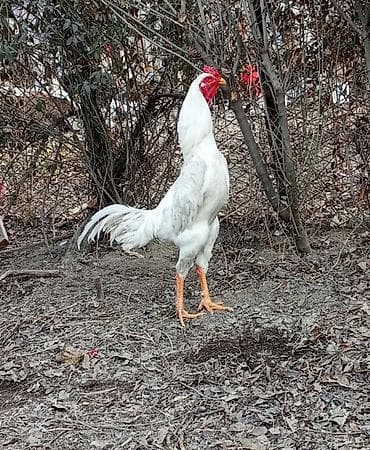 сколько стоит британские кошки: Продаю | Петух | Бойцовая | Для разведения — 1