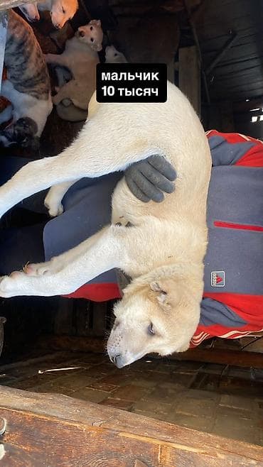 Другие животные: Щенки Алабай. Привитые, игривые. 
Цена на фото — 4