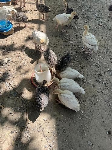 дом кошка: Продаю | Индюшата | Для разведения — 1