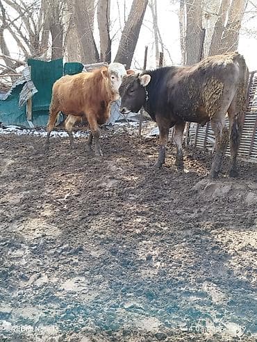 Товары и оборудование для с/х животных: Продаю | Бык (самец) — 2