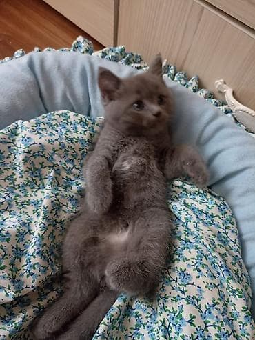 Кошки: Британские короткошёрстные котята родились 25 июня. Привиты есть — 5