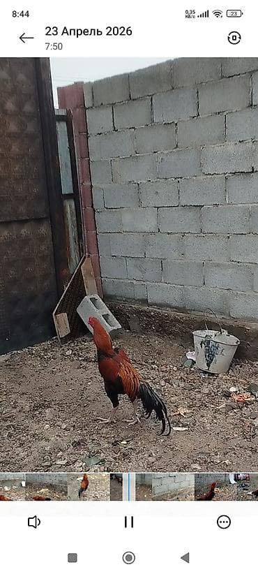 кокер спаниель цена: Продаю | Петух | Бойцовая | Для разведения — 8