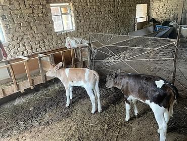 продаю пластиковые ящики: Продаю | Музоо, торпок | На откорм — 1