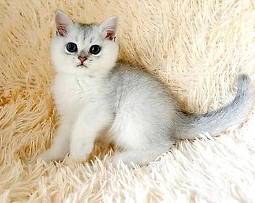 кролики бараны: Скоттиш страйт мальчик .серебристый (окраска silver shaded). - — 7