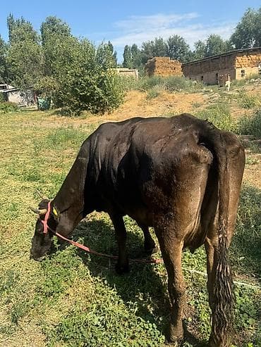 козы нубийской породы: Продаю | Корова (самка) | Для молока | Привязанные — 4
