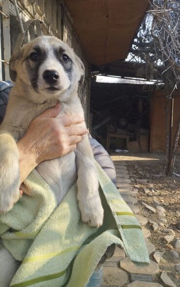 где можно купить немецкую овчарку: 🆘🆘ЩЕНЯТА ЖДУТ ДОБРУЮ СЕМЬЮ!🆘🆘🆘 Эти очаровательные малыши ищут дом — 2