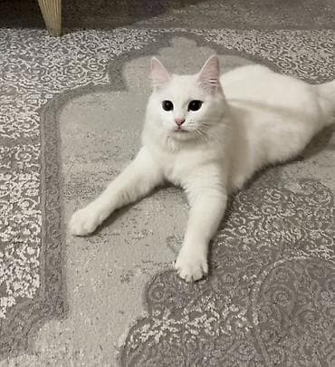 canada goose: Пропала : Ангорская, Девочка, Белый — 1