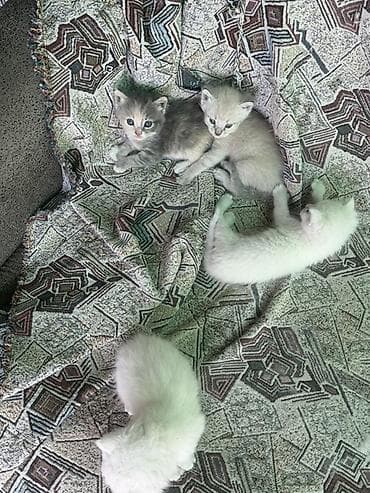 Кошки: Сиамская, 1 месяц, Мальчик — 2