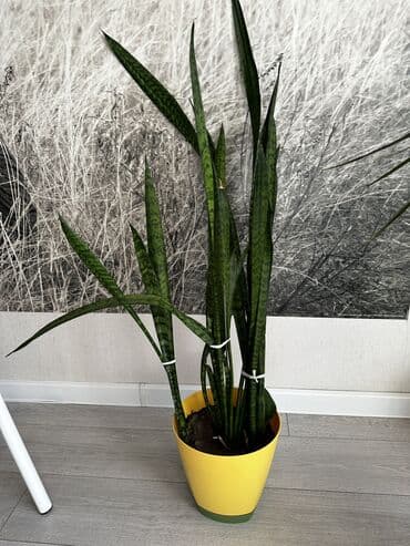 электроножница садовые: Цветы!!! Продаются цветы : живое дерево фикус — 12