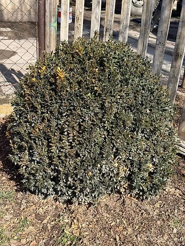 самшиты круглые: Самшит (Buxus sempervirens) с комом земли из питомника. - Вечнозелёный — 3
