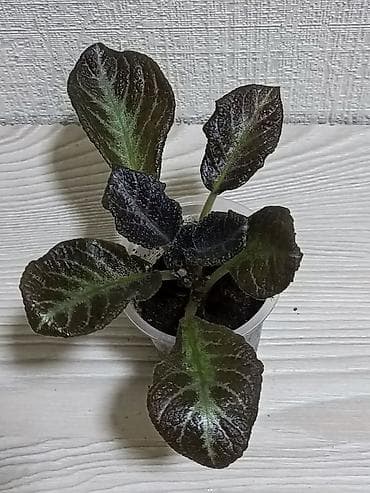 Упаковочные товары: Эписции 10 сортов. Крупные детки, некоторые с бутонами. Цветут — 4